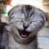 Cat laugh